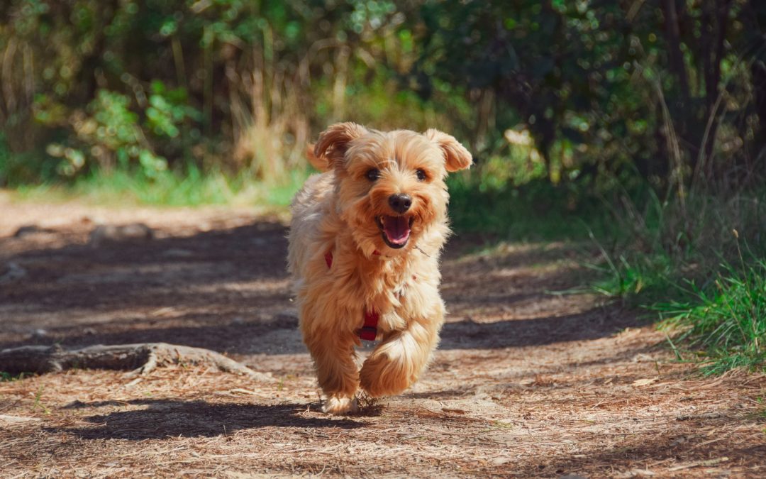 Das haben die Börse und Hunde gemeinsam